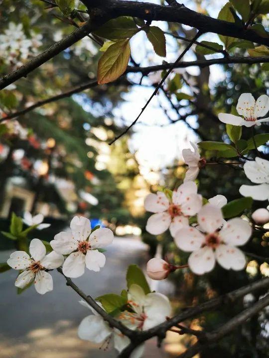 云赏花丨春天里的校园，和影象中一样美